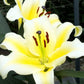 Conca d'Or Oriental x Trumpet Lily