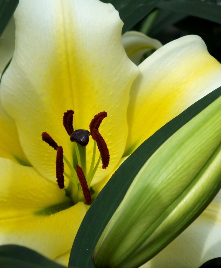 Conca d'Or Oriental x Trumpet Lily