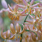 Fairy Morning Heirloom Martagon Lily