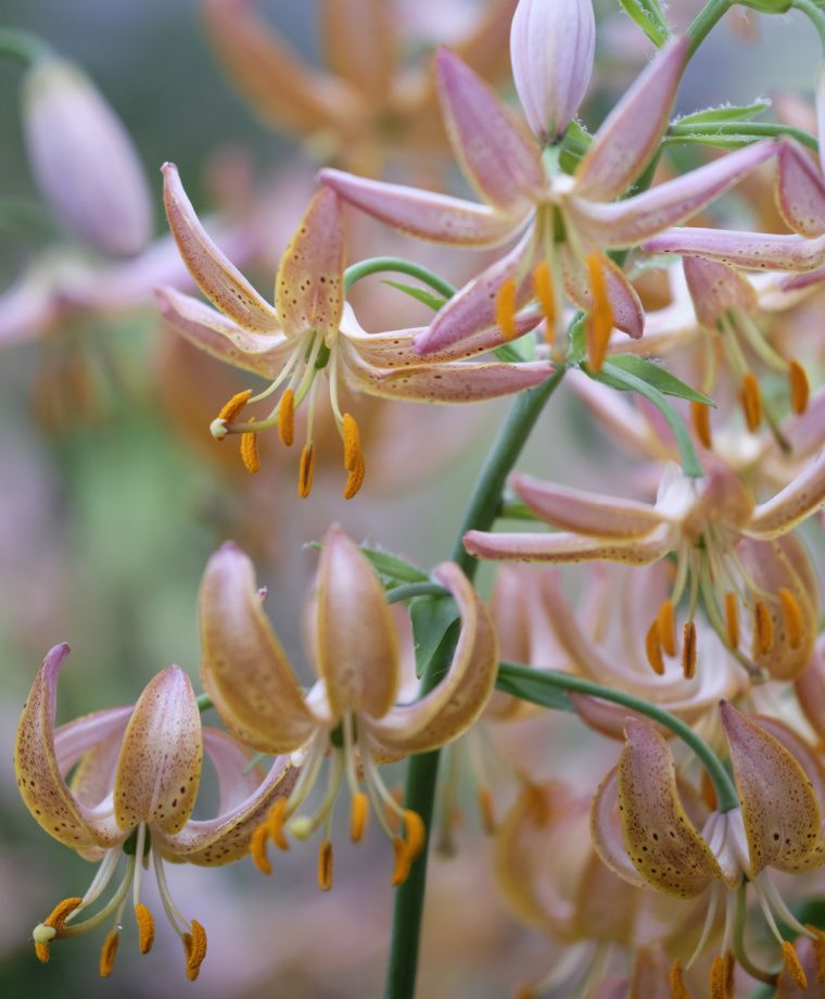 Fairy Morning Heirloom Martagon Lily