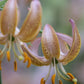 Fairy Morning Heirloom Martagon Lily