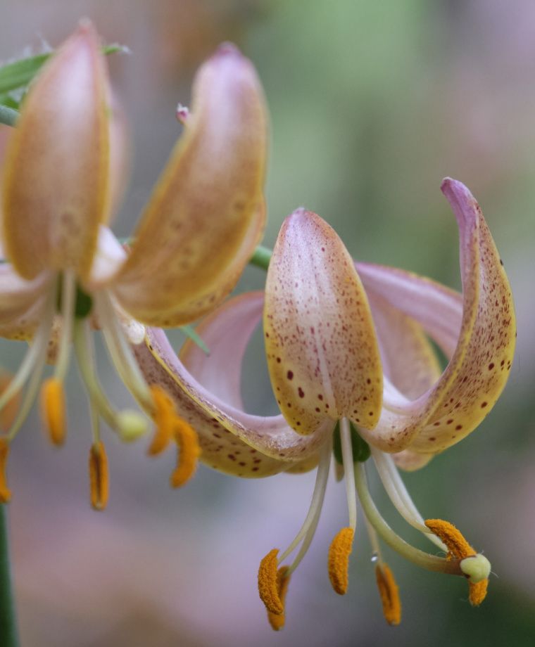 Fairy Morning Heirloom Martagon Lily