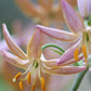Fairy Morning Heirloom Martagon Lily