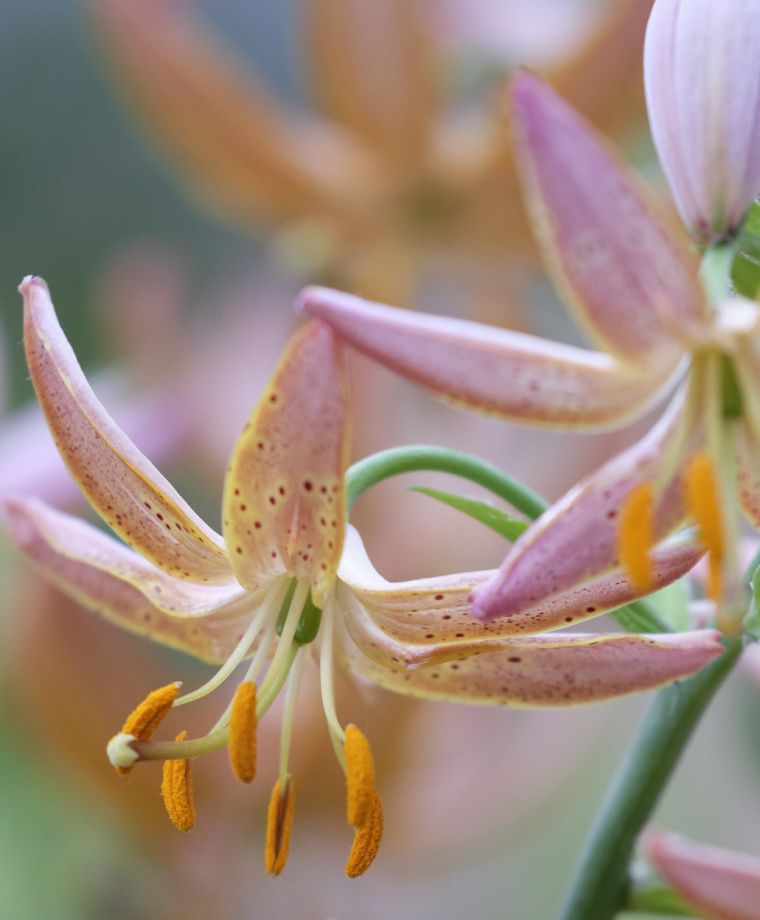 Fairy Morning Heirloom Martagon Lily