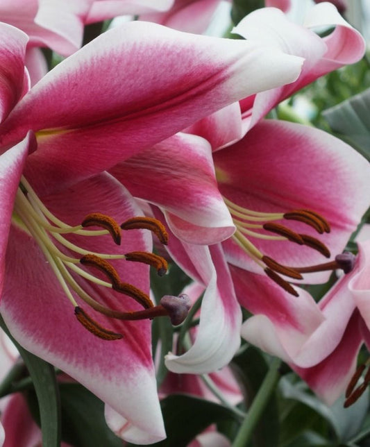 Friso Oriental x Trumpet Lily