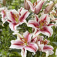 Hachi Oriental Lily Plants online shopping