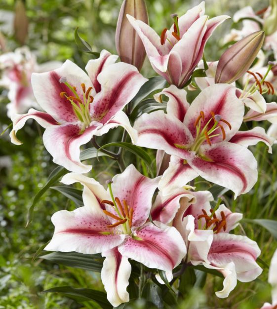 Hachi Oriental Lily Plants online shopping