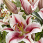 Hachi Oriental Lily Plants online shopping
