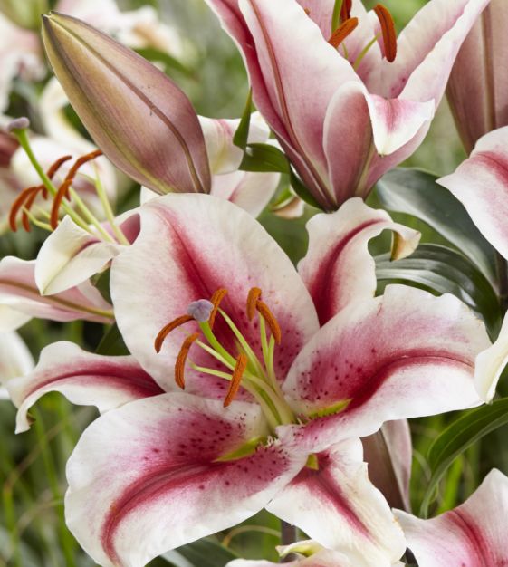 Hachi Oriental Lily Plants online shopping