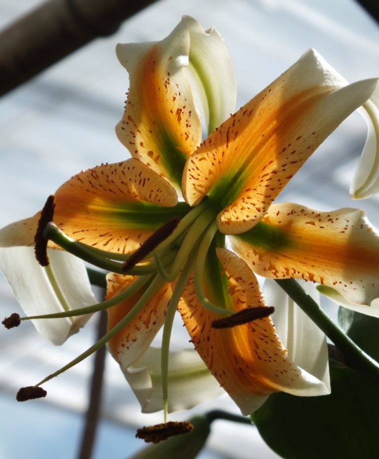 Lady Alice Heirloom Henryi Lily