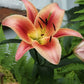 Montego Bay Oriental x Trumpet Lily