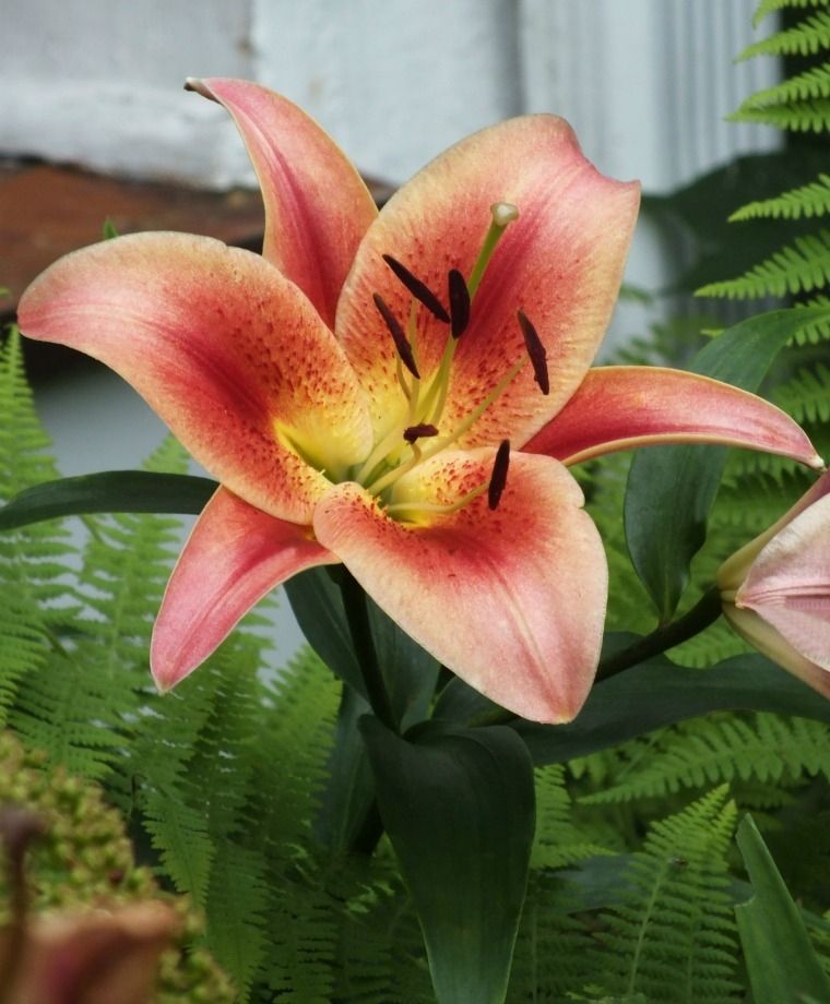Montego Bay Oriental x Trumpet Lily