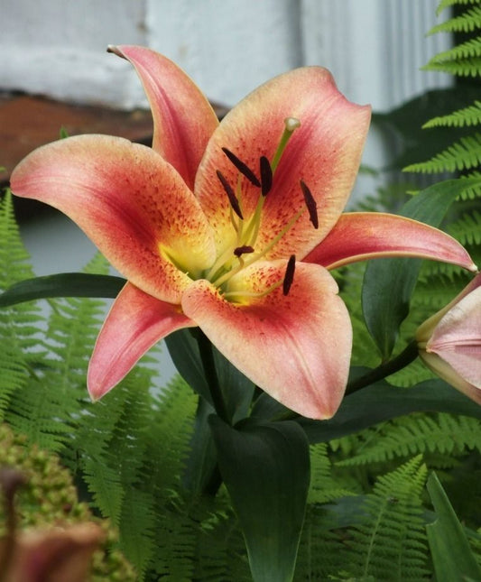Montego Bay Oriental x Trumpet Lily