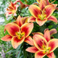 Montego Bay Oriental x Trumpet Lily