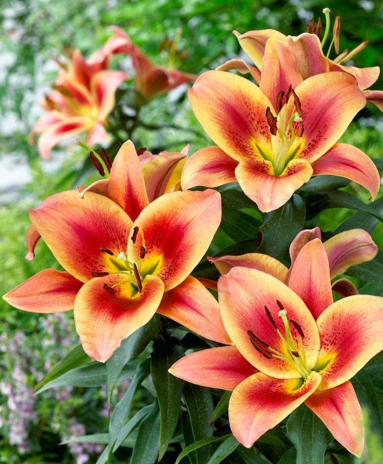 Montego Bay Oriental x Trumpet Lily
