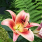 Montego Bay Oriental x Trumpet Lily