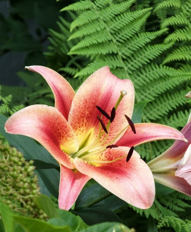 Montego Bay Oriental x Trumpet Lily