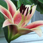 Montego Bay Oriental x Trumpet Lily