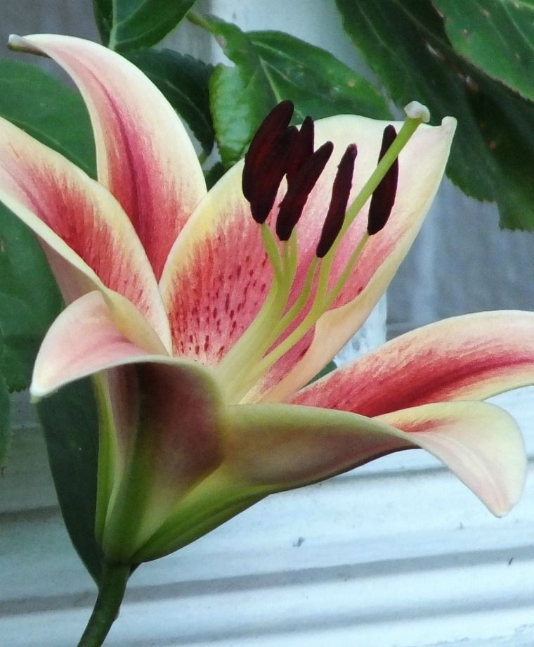 Montego Bay Oriental x Trumpet Lily