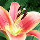 Montego Bay Oriental x Trumpet Lily