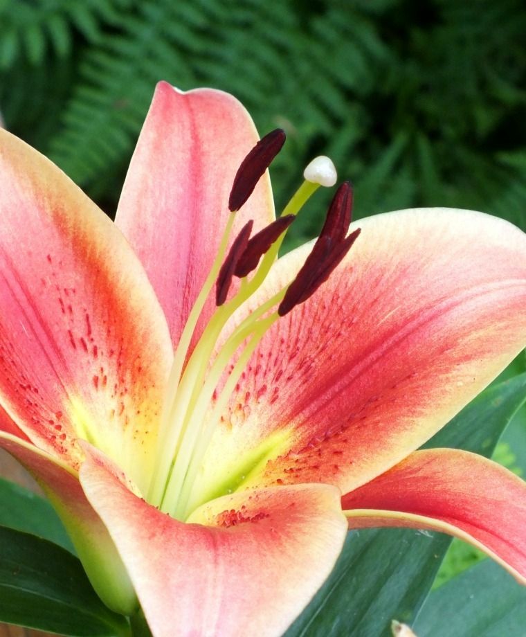 Montego Bay Oriental x Trumpet Lily
