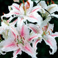 Muscadet Oriental Lily