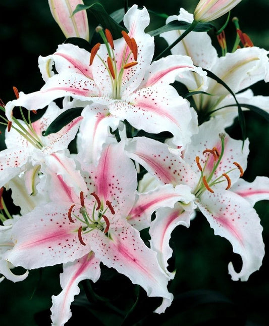 Muscadet Oriental Lily