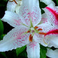 Muscadet Oriental Lily