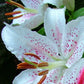 Muscadet Oriental Lily