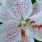 Muscadet Oriental Lily