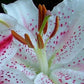 Muscadet Oriental Lily