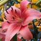 Pearl Loraine Asiatic Hybrid Lily Plants online shopping