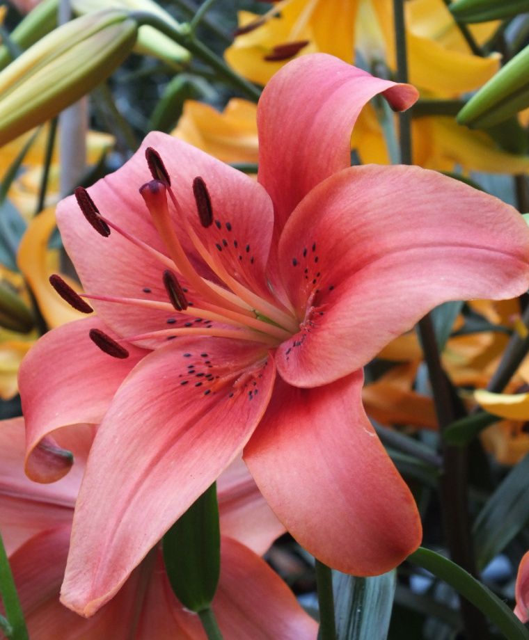 Pearl Loraine Asiatic Hybrid Lily Plants online shopping