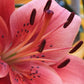 Pearl Loraine Asiatic Hybrid Lily Plants online shopping