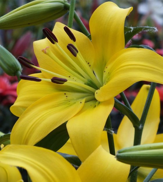 Pearl Melanie Asiatic Hybrid Lily Plants online shopping