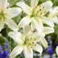Pearl White Asiatic Hybrid Lily Plants online shopping