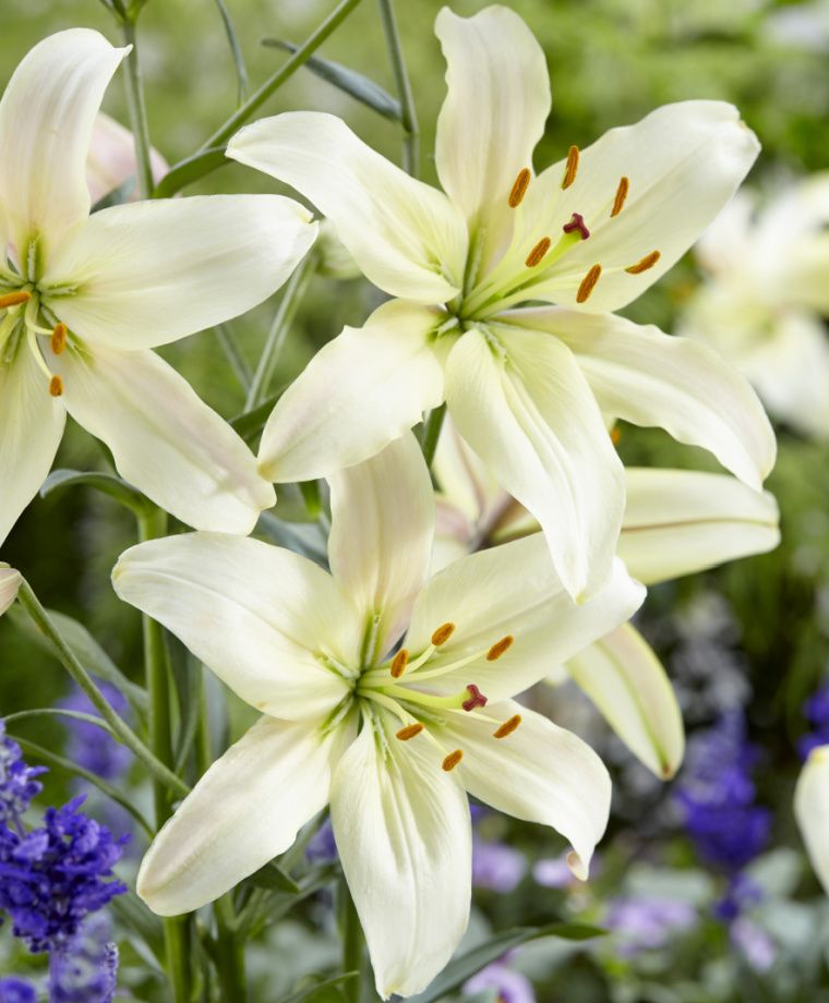 Pearl White Asiatic Hybrid Lily Plants online shopping
