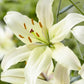 Pearl White Asiatic Hybrid Lily Plants online shopping