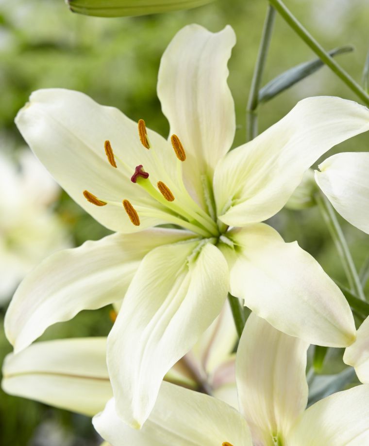 Pearl White Asiatic Hybrid Lily Plants online shopping