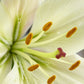 Pearl White Asiatic Hybrid Lily Plants online shopping