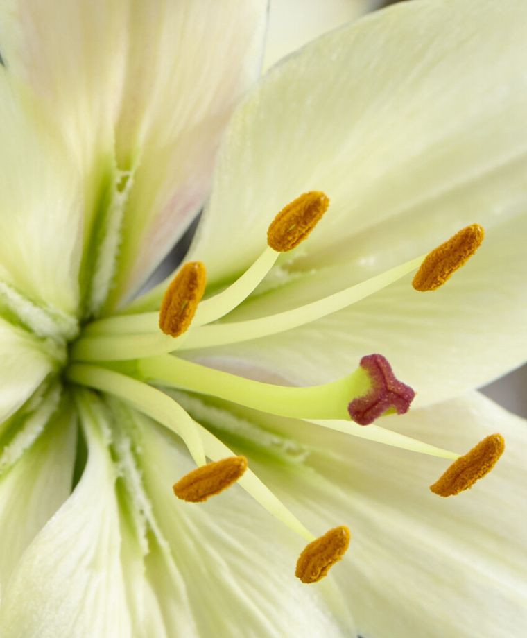 Pearl White Asiatic Hybrid Lily Plants online shopping