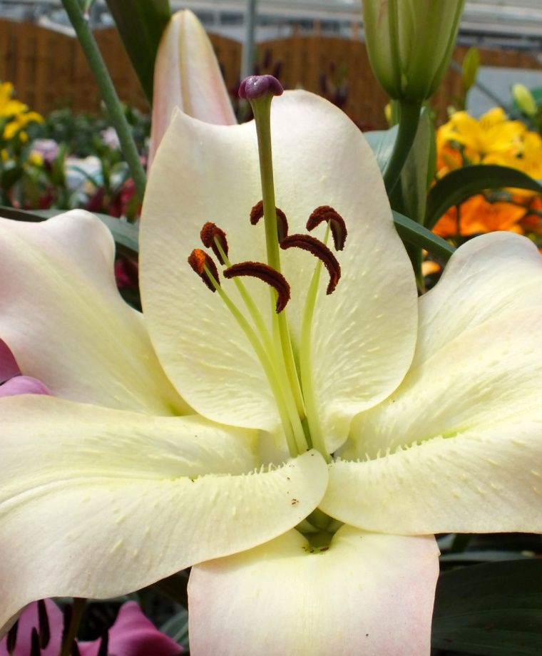 Pretty Woman Oriental x Trumpet Lily