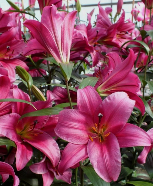 Purple Prince Oriental x Trumpet Lily