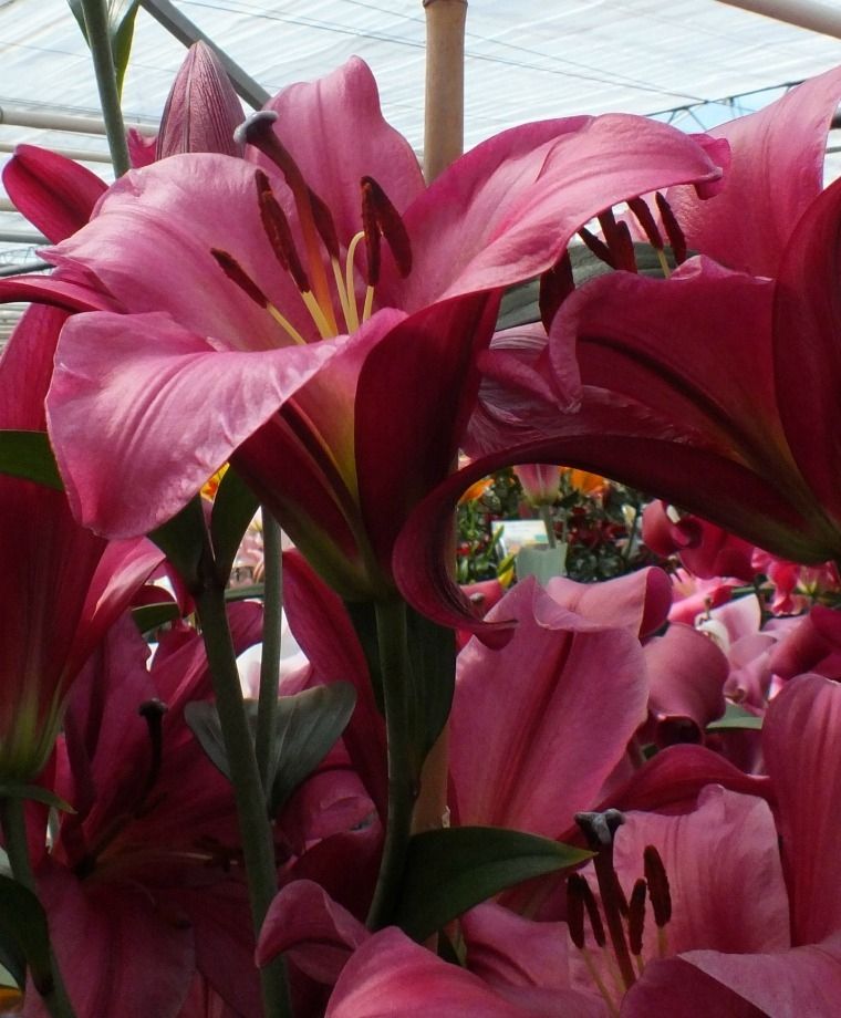 Purple Prince Oriental x Trumpet Lily