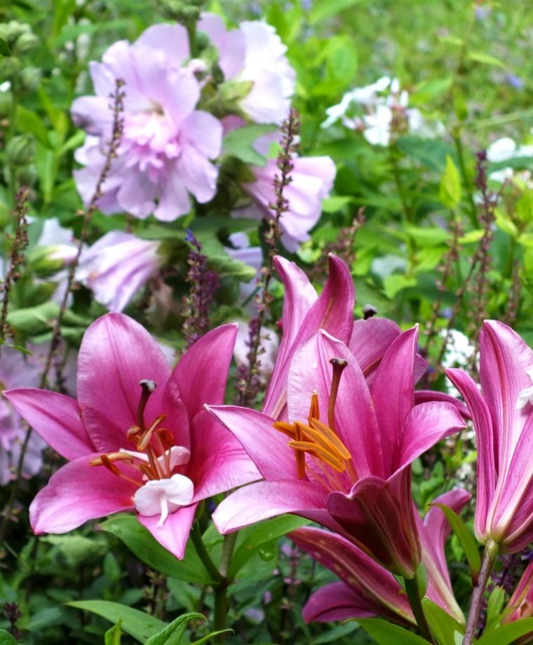Purple Prince Oriental x Trumpet Lily