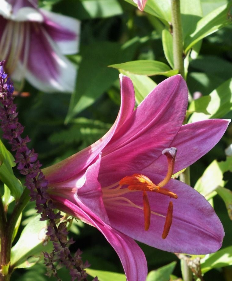 Purple Prince Oriental x Trumpet Lily