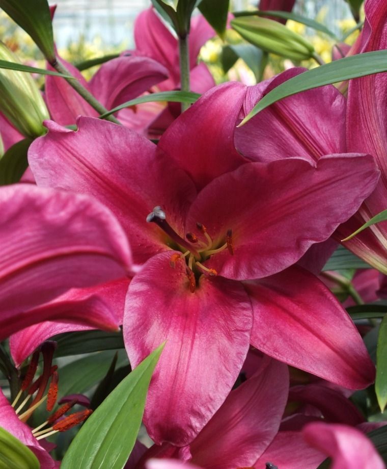 Purple Prince Oriental x Trumpet Lily