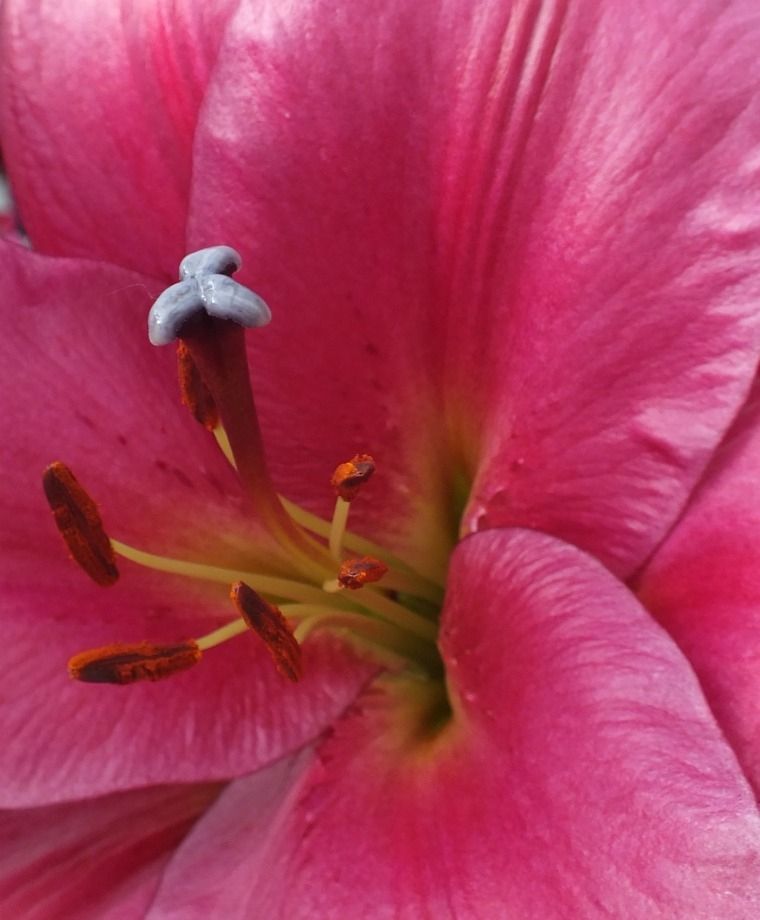 Purple Prince Oriental x Trumpet Lily