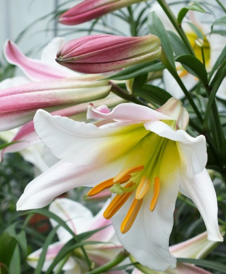 Regale Heirloom Chinese Trumpet Lily