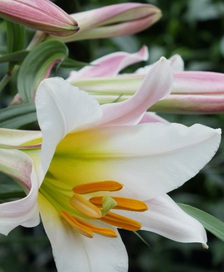 Regale Heirloom Chinese Trumpet Lily
